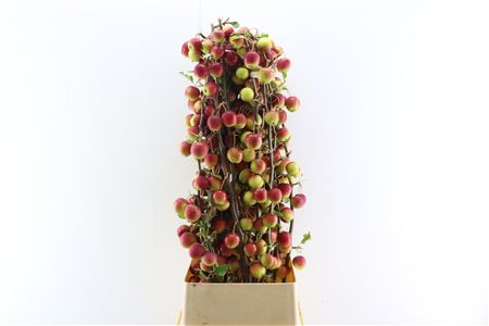 Malustak Rough Dark Red 120cm P Stem