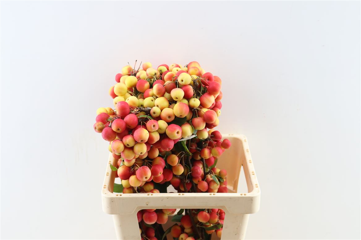 Malus Per Stem 80cm