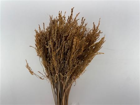 Dried Umbr. Sedge Big Leaf Natural Bunch