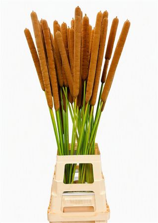 Typha Rietsigaren 80cm Per Tak