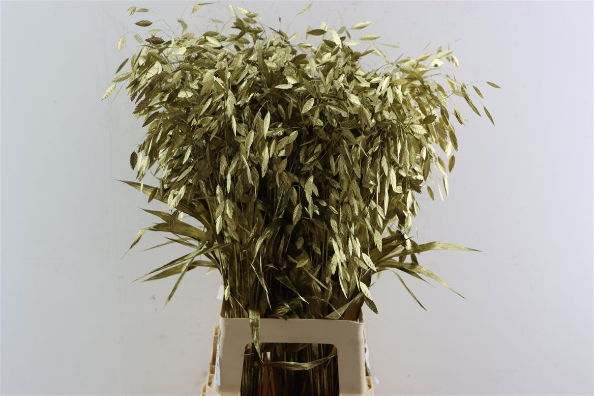 Painted Greenery Per Bunch 70cm