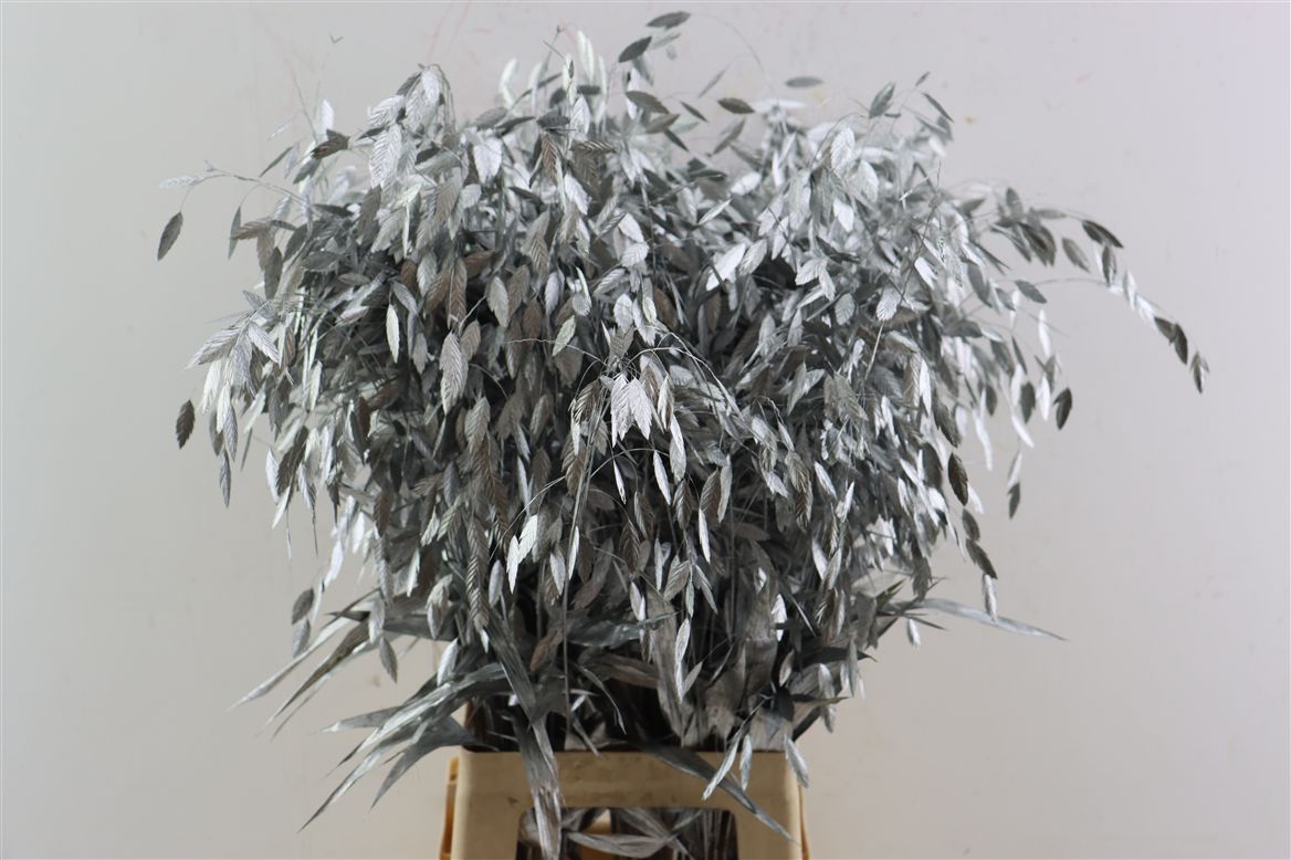 Painted Greenery Per Bunch 70cm
