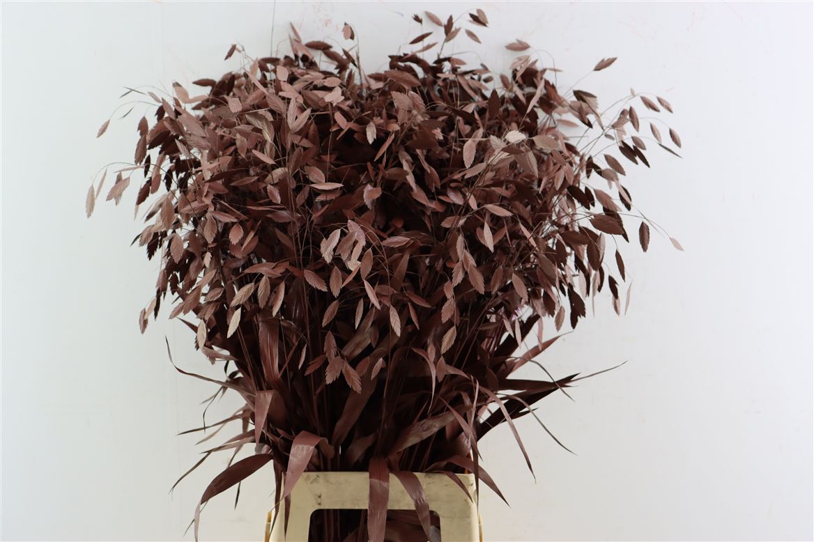 Painted Greenery Per Bunch 70cm