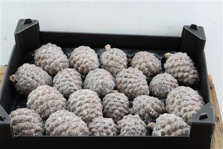 Wax Pinea Gl Naturel X20