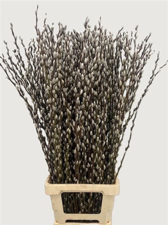 Salix Wilgenkatjes