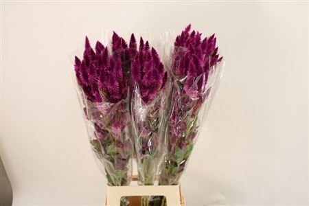 Celosia Celway Purple 70cm