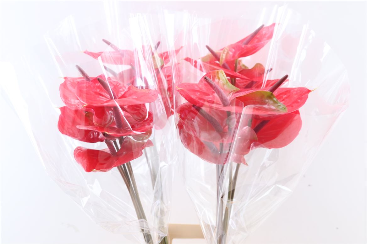 Anthurium Enjoy 15Ø