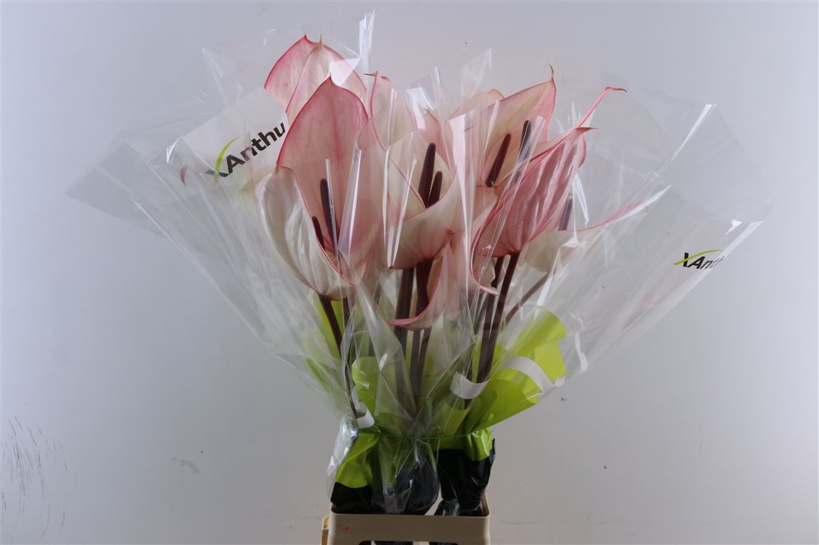 Anthurium Facetto 15Ø