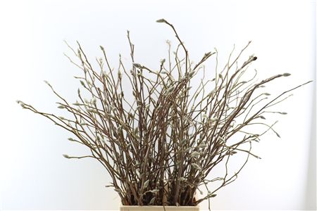 Magnolia Grandiflora Recht 80cm P Stem