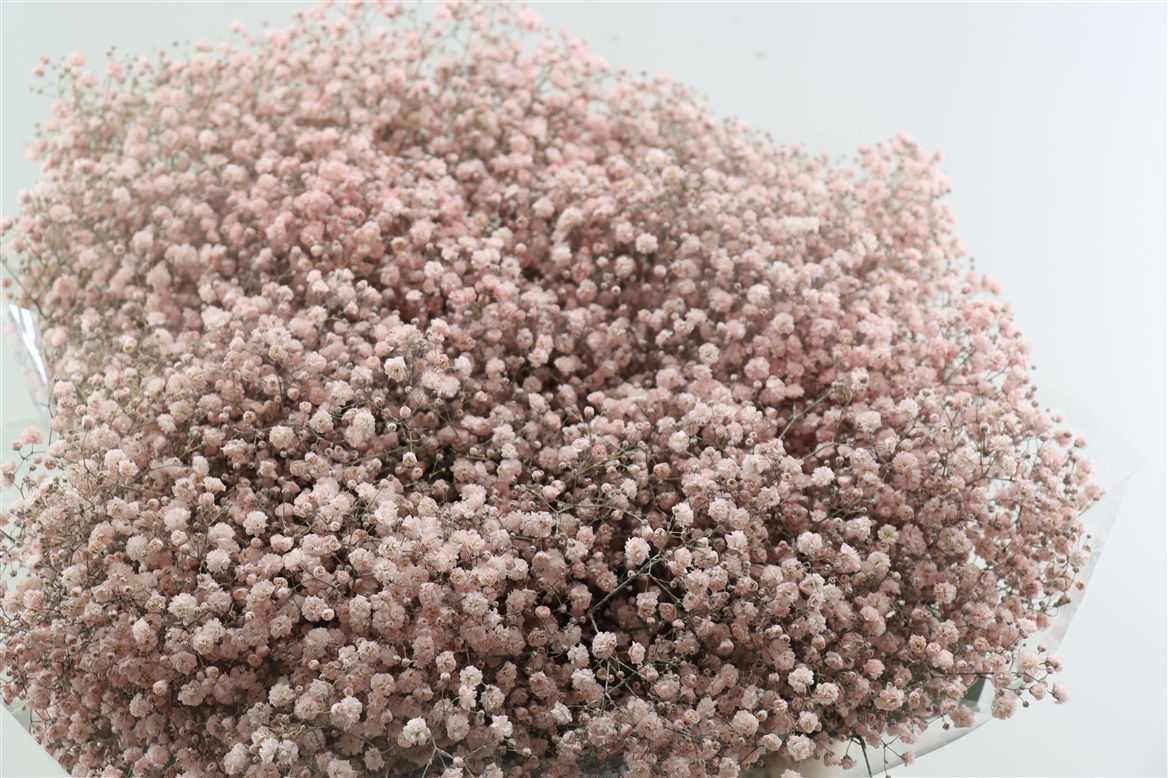 Gypsophila Painted Soft Pink 80cm 30gr.