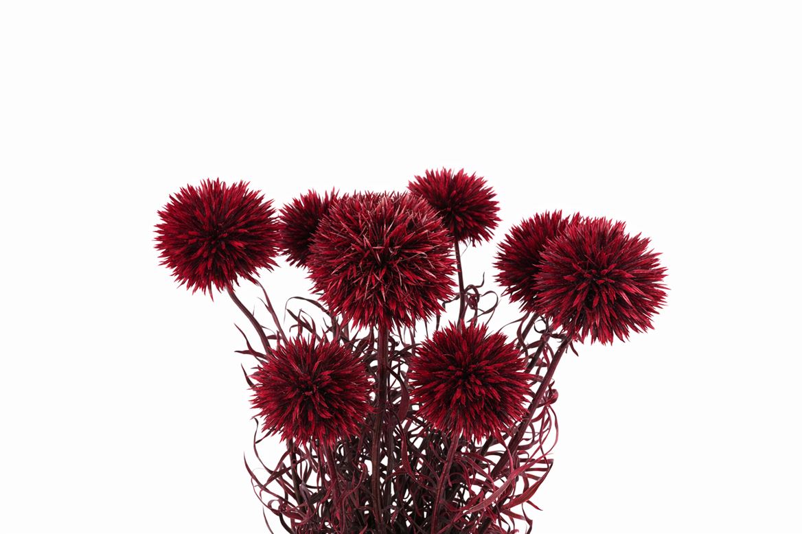 Pres Echinops 10pc Bordeaux Bunch