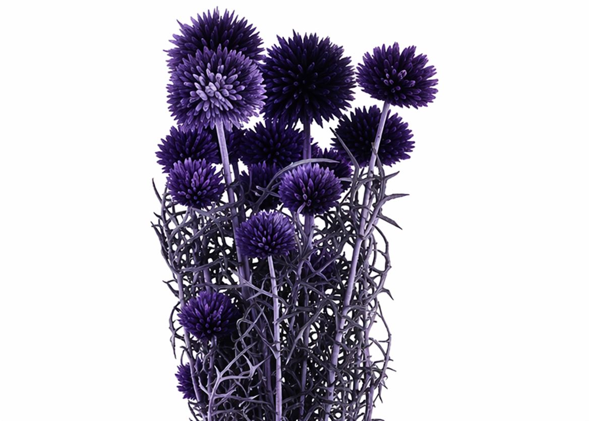 Pres Echinops 10pc Purple Bunch