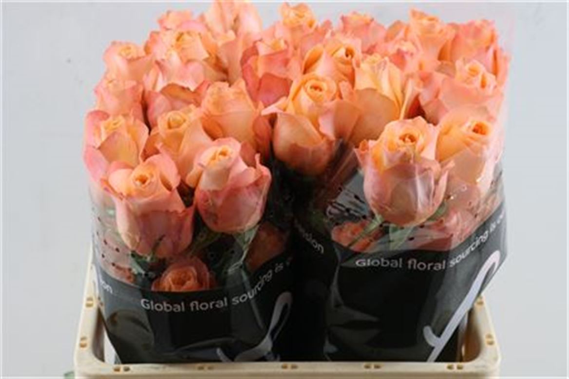Rosa Coral Reef 50cm