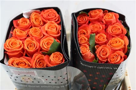 R Gr Orange Only+