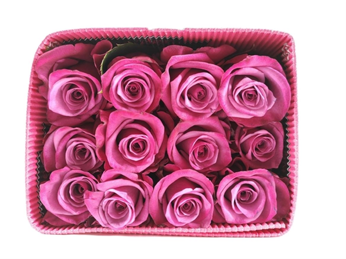 Rosa Shogun 50cm