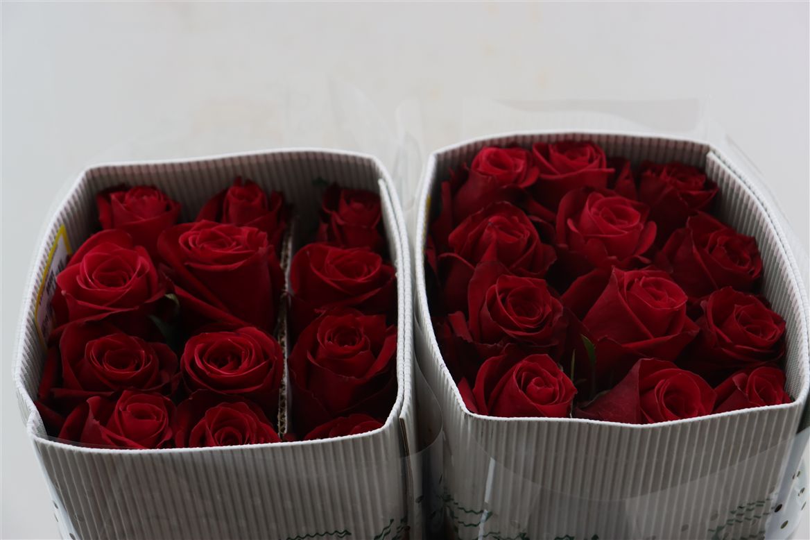 Rosa Brave 60cm
