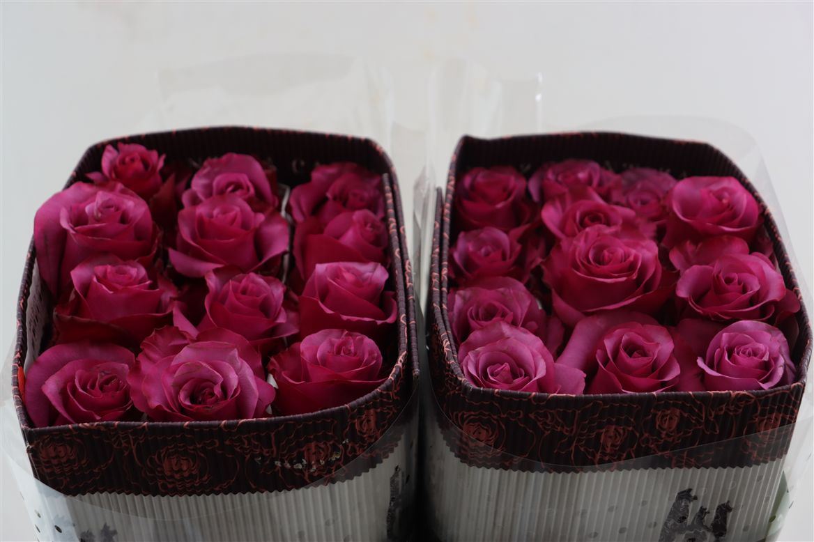 Rosa Meli 70cm