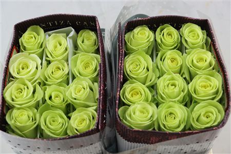 R Gr Green Romance