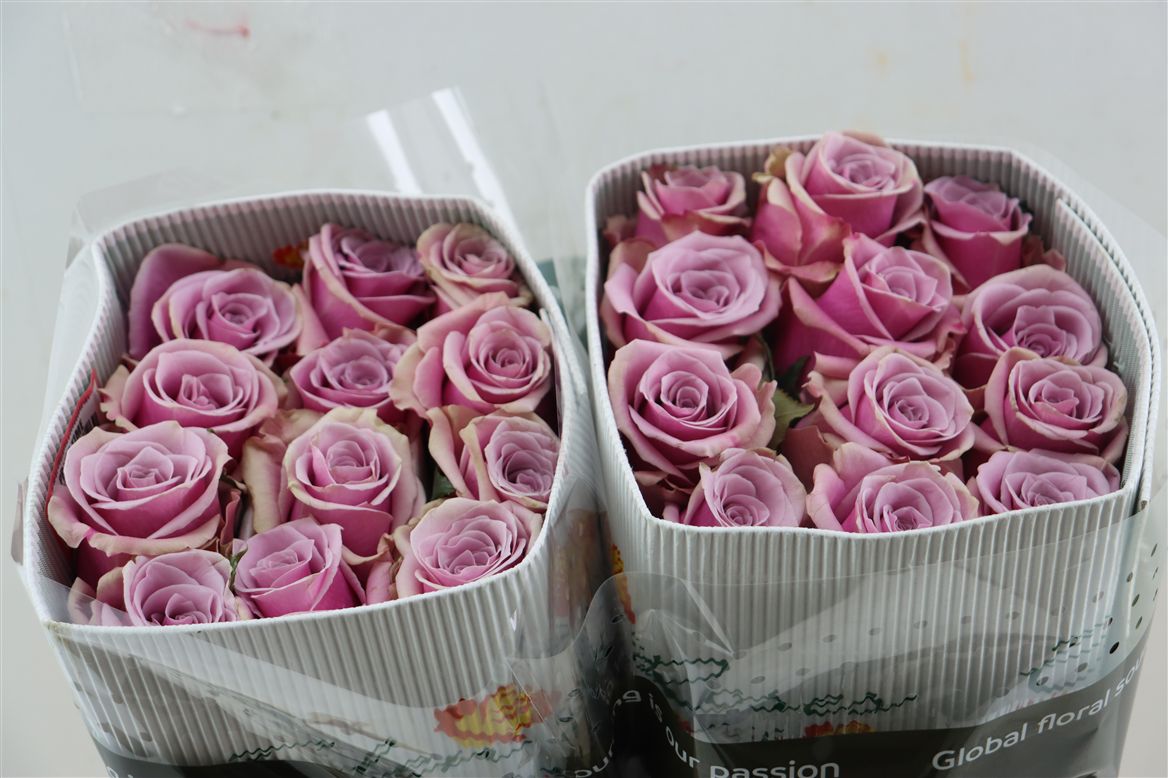 Rosa Prime Time 50cm