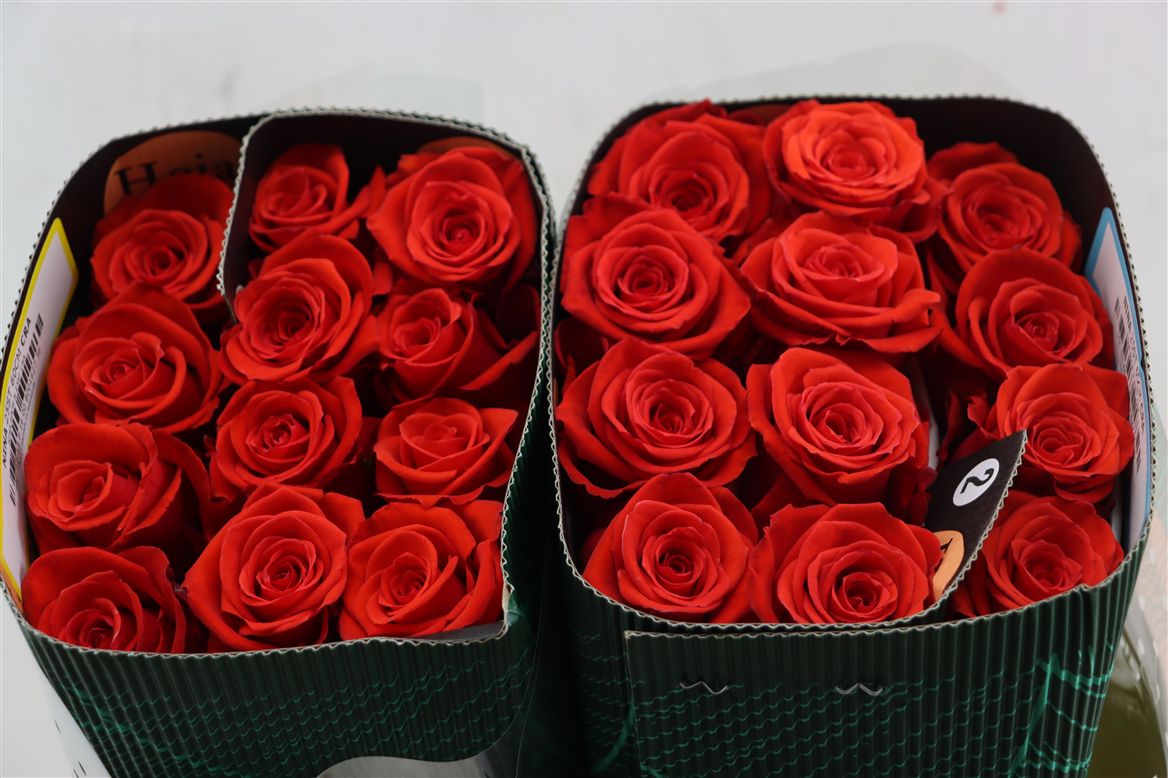 Rosa Nina 60cm