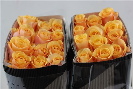 R Gr Peach Love