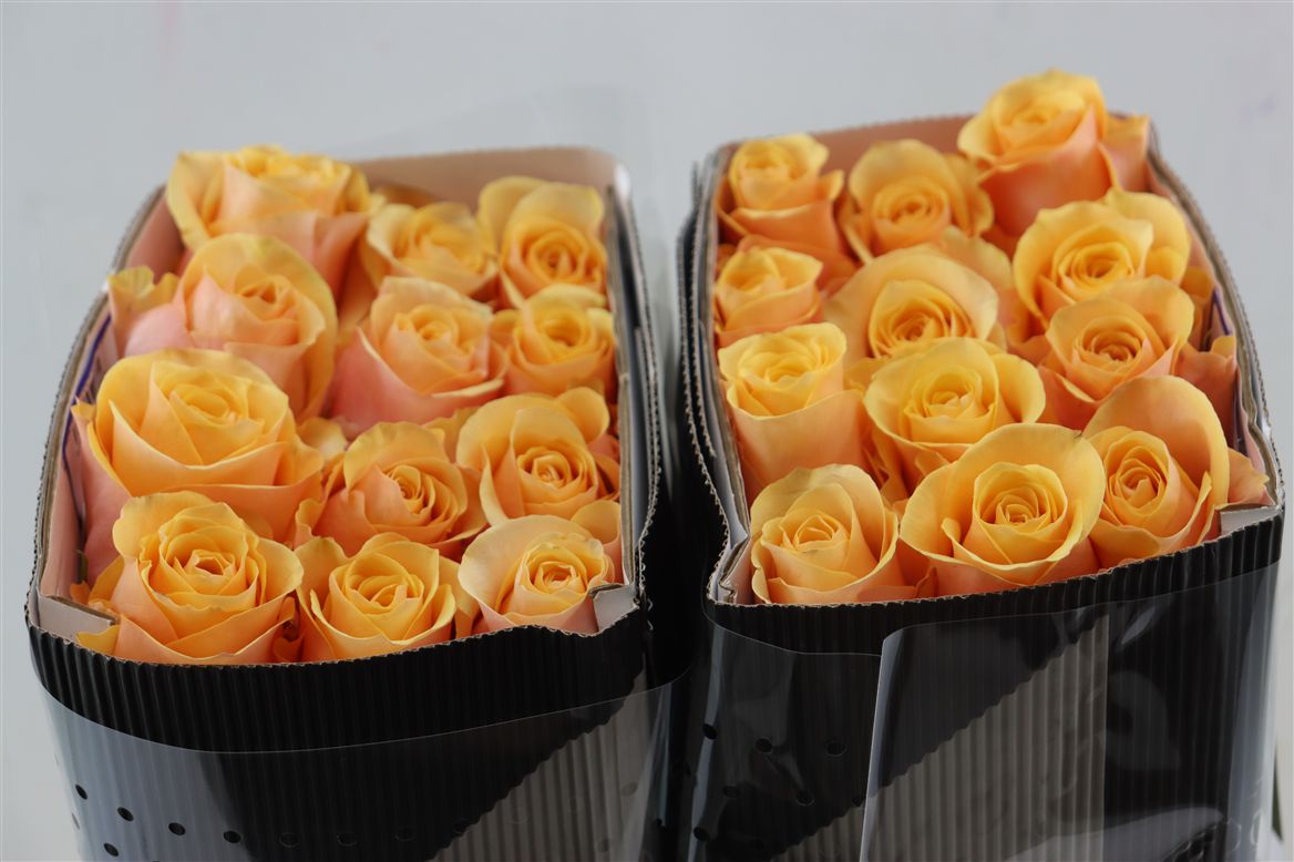 Rosa Peach Love 70cm