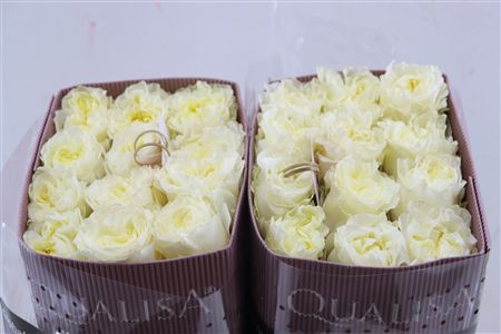 R Gr Creamy Kiss