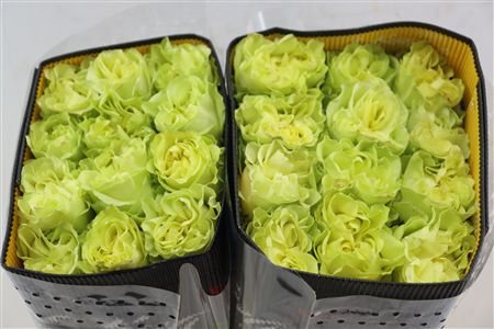 R Gr Lemon X-pression