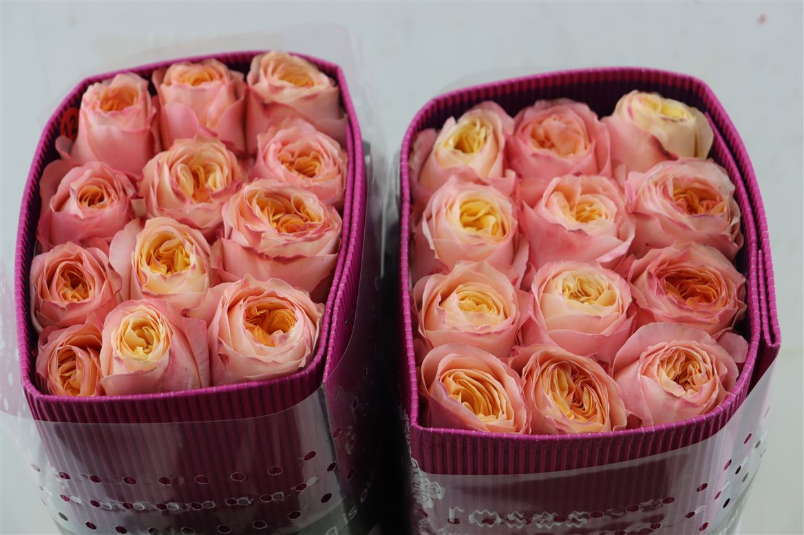 Rosa Juicy Xpression 60cm