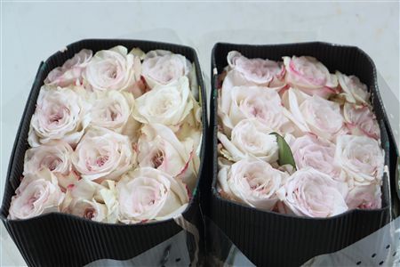 R Gr Exotix Scent