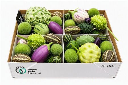 Sier Cucumis Mix Spec Lilac X4 Holl