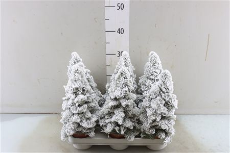 Abies Nobilis Parafin Weisse B�umchen