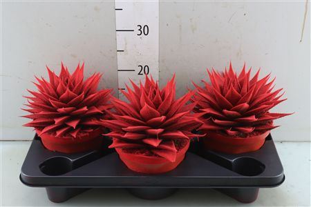 Aloe Cosmo Velvet Rood