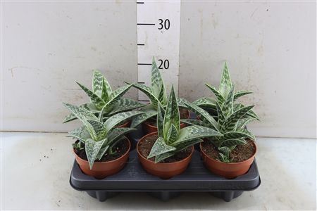 Aloe Variegata