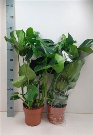 Monstera Deliciosa