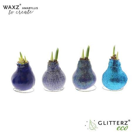 Amaryllis Waxz(r) To Create Blue