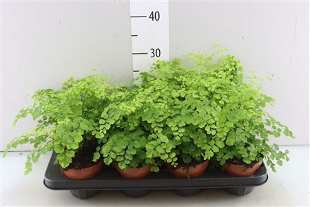 Adiantum Fragrans