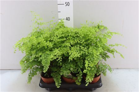 Adiantum Fragrans