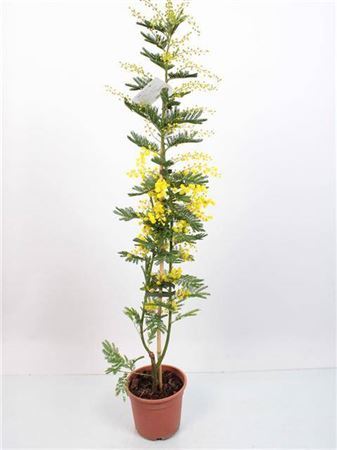 Acacia Mimosa Daelbata