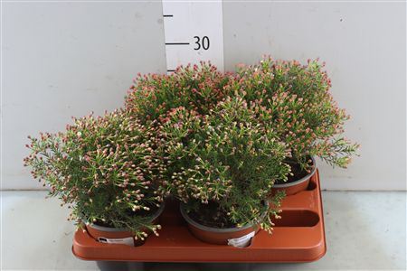 Waxflower Maya Bush