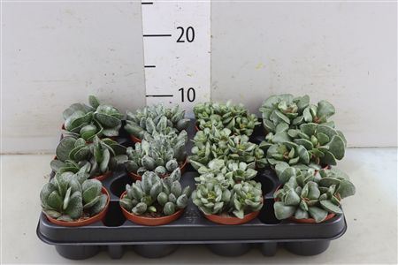 Adromischus Gemengd