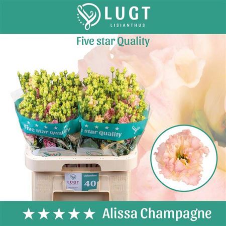 Eus G Alissa Champagne
