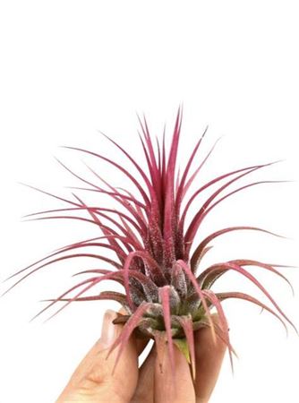 Tillandsia Curly Slim Bonsai