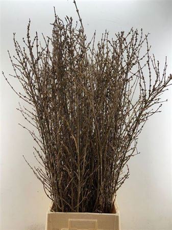 Forsythia P Tak