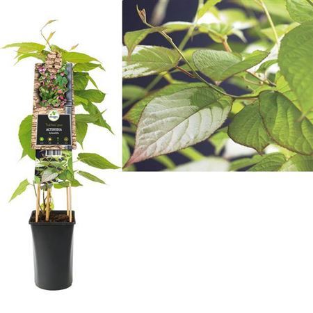 Actinidia Kolomikta