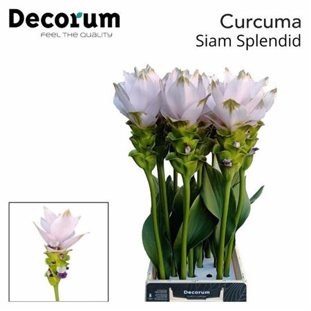 Curc Al Siam Splendid