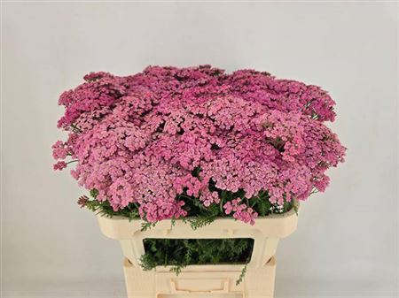 Achillea M Daphne