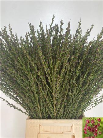 Cytisus Boskoop Ruby