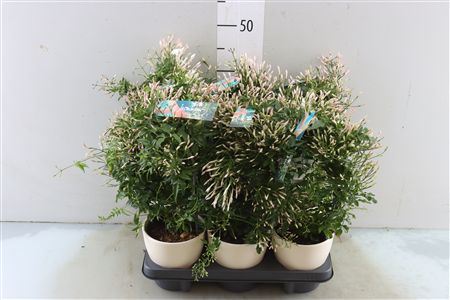 Jasminum Boog Keramiek Anna Voorjaar