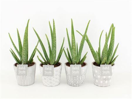 Aloe Vera Keramiek Star
